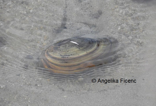 Teichmuschel © Mag. Angelika Ficenc