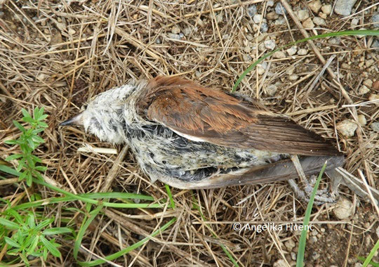 Neuntöter (Lanius collurio)   © Mag. Angelika Ficenc