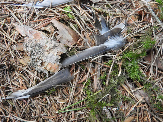 Buchfink (Fringilla coelebs),© Mag. Angelika Ficenc