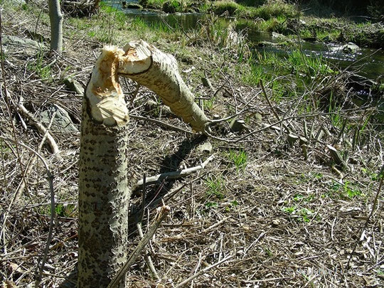 Biber (Castor fiber) - Schadbild ©  Mag. Angelika Ficenc