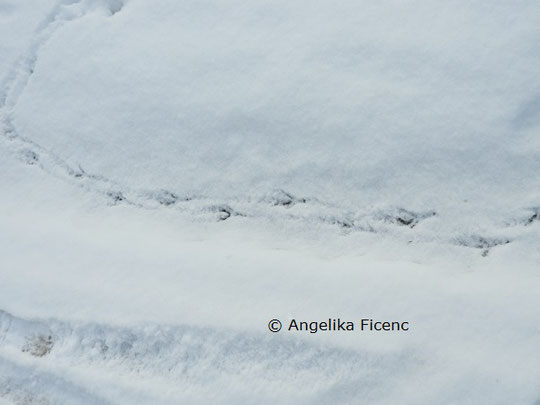 Saatkrähe, Spur © Mag. Angelika Ficenc