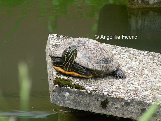 Rotwangen-Schmuckschildkröte © Mag. Angelika Ficenc