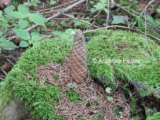 Spechtschmiede © Mag. Angelika Ficenc