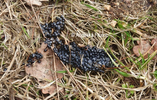 Unbefruchteter Laichballen © Mag. Angelika Ficenc