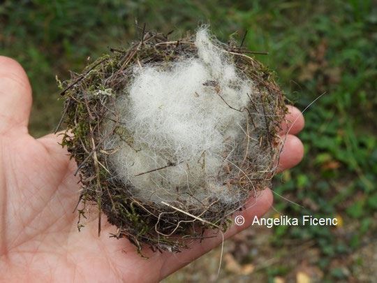 Vogelnest © Mag. Angelika Ficenc