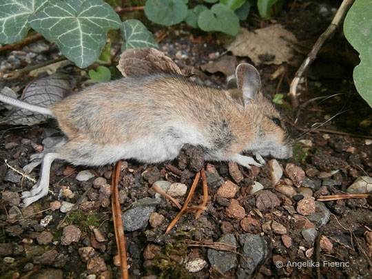 Hausmaus (Mus musculus) -   © Mag. Angelika Ficenc