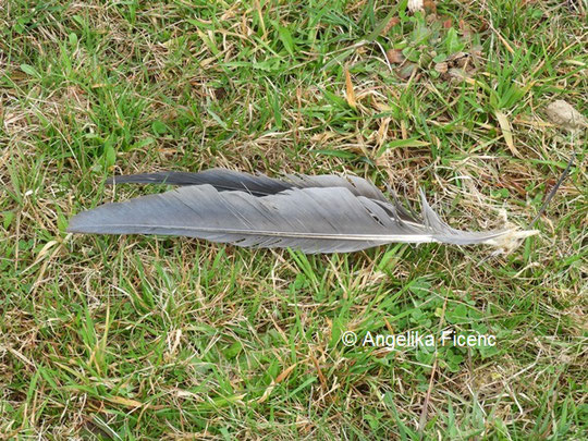 Federn eines Graureihers  © Mag. Angelika Ficenc