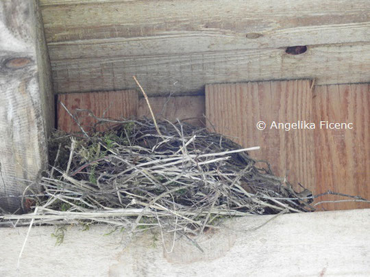 Unbestimmtes Vogelnest Mag. Angelika Ficenc