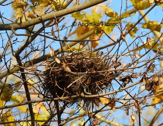 Vogelnest © Mag. Angelika Ficenc