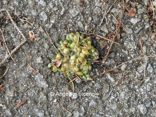 Ausgeschiedene Mistelbeeren, Oktober 2021 © Mag. Angelika Ficenc