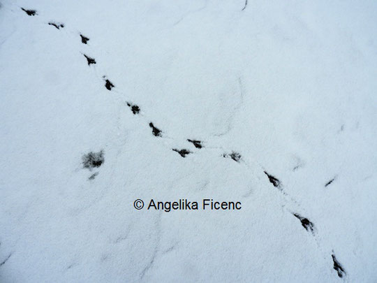 Spur, Taube © Mag. Angelika Ficenc 