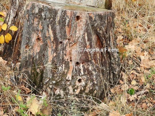 Hackspuren Schwarzspecht © Mag. Angelika Ficenc