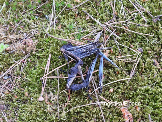 Unbestimmter Vogel © Mag. Angelika Ficenc