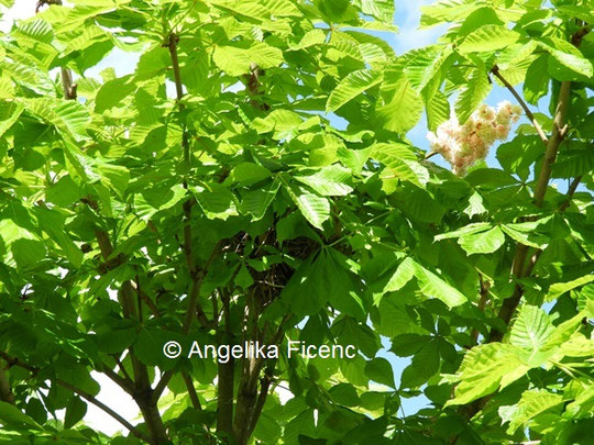 Stieglitz Nest © Mag. Angelika Ficenc