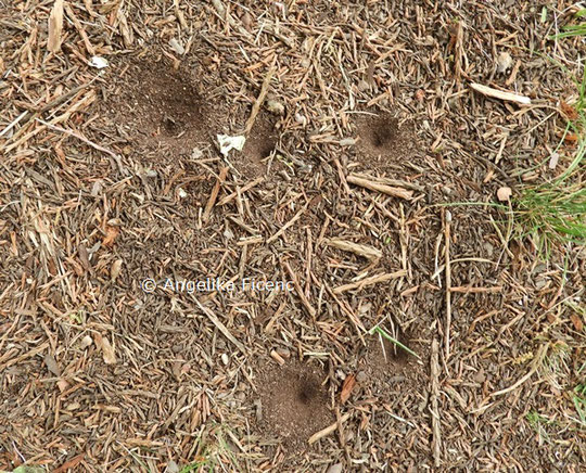 Ameisenlöwe, Trichter  © Mag. Angelika Ficenc