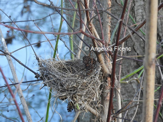 unbestimmtes Nest  © Mag. Angelika Ficenc