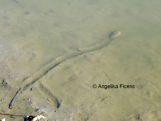 Teichmuschel © Mag. Angelika Ficenc