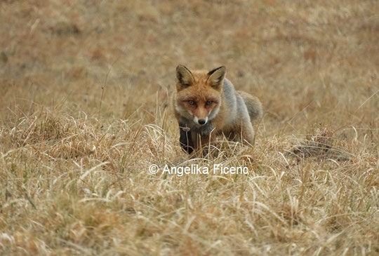 Rotfuchs © Mag. Angelika Ficenc