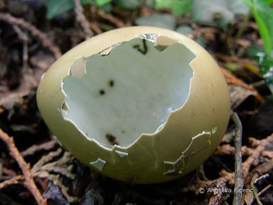 Fasan (Phasianus colchicus), geöffnete Eierschale, 2016; Gelege, Vogel, Ei,   © Mag. Angelika Ficenctierspuren.at  © Mag. Angelika Ficenc