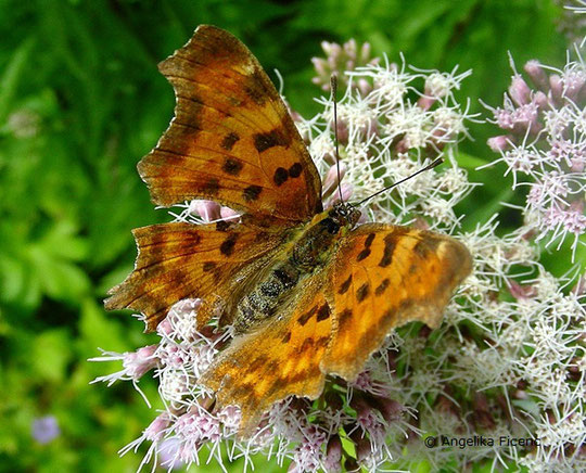 C-Falter (Polygonia c-album),  © Mag. Angelika Ficenc