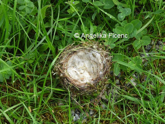 Stieglitz Nest © Mag. Angelika Ficenc