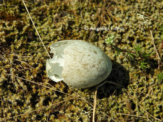 Mäusebussard, Eierschale © Mag. Angelika Ficenc