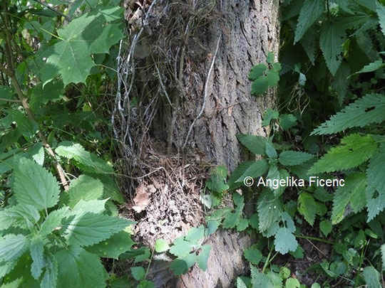 Unbestimmtes Nest © Mag Angelika Ficenc
