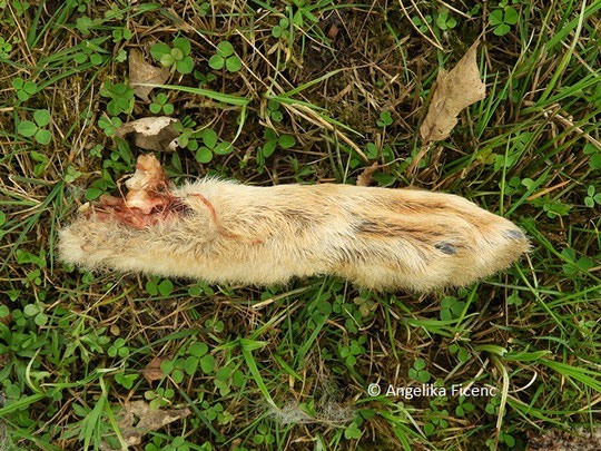 Feldhase (Lepus europaeus) - Hinterlauf, Knochen,   © Mag. Angelika Ficenc