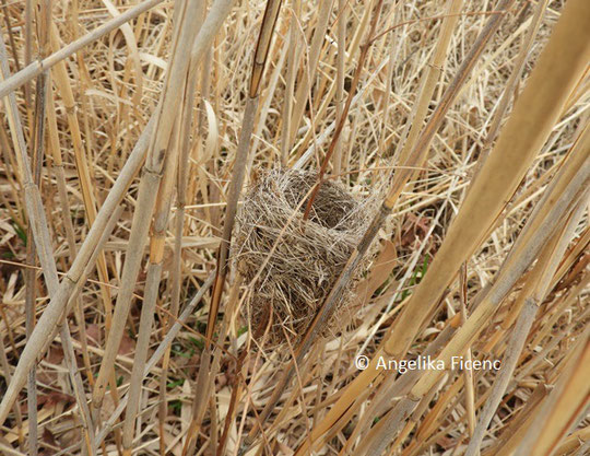 Teichrohrsänger, Nest © Mag. Angelika Ficenc