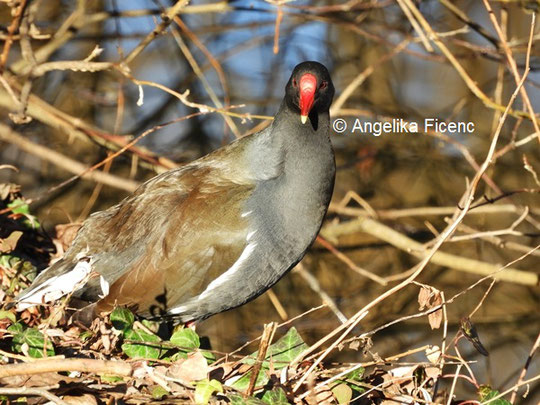 Teichhuhn © Mag. Angelika Ficenc