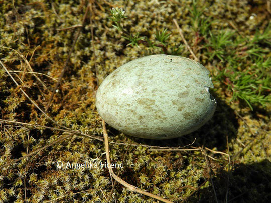 Mäusebussard, Eierschale © Mag. Angelika Ficenc