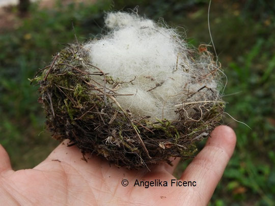 Vogelnest © Mag. Angelika Ficenc