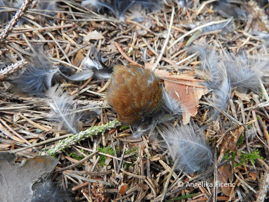 Buchfink (Fringilla coelebs), © Mag. Angelika Ficenc