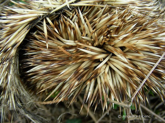 Europäischer Igel   © Mag. Angelika Ficenc