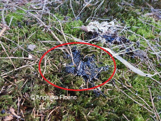 Unbefruchteter Laichballen © Mag. Angelika Ficenc