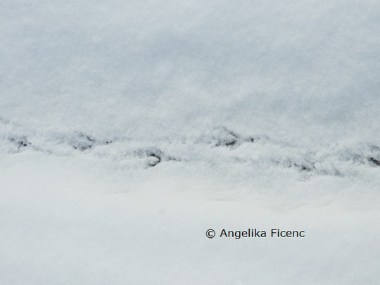 Saatkrähe Spur © Mag. Angelika Ficenc
