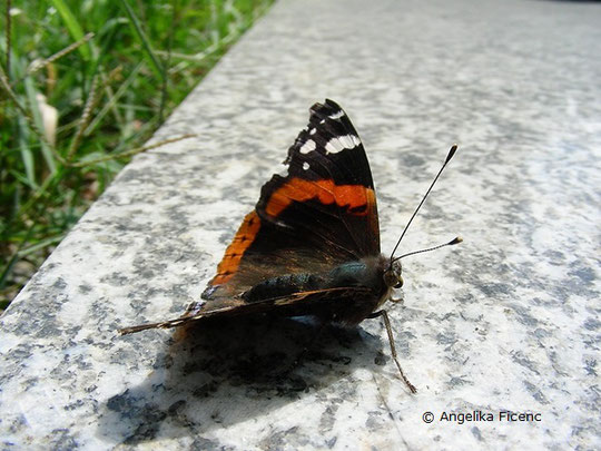   © Mag. Angelika Ficenc, Admiral (Vanessa atalanta)