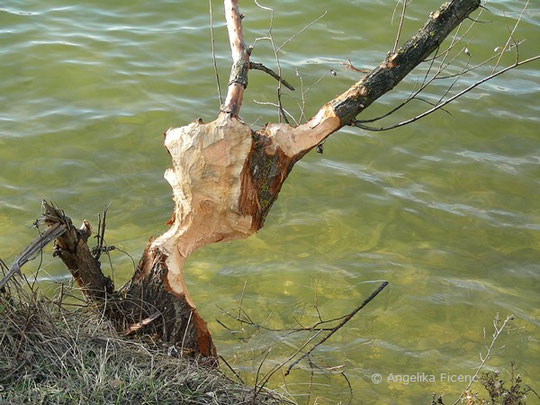 Biber (Castor fiber) ©  Mag. Angelika Ficenc