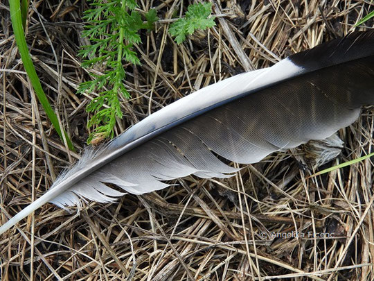 Eichelhäher (Garrulus glandarius)  © Mag. Angelika Ficenc