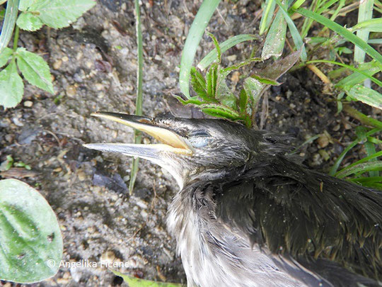 Star (Sturnus vulgaris),   © Mag. Angelika Ficenc