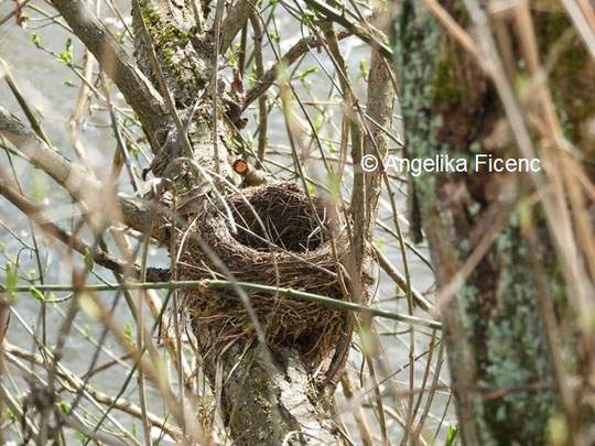 unbestimmter Nest © Mag. Angelika Ficenc 