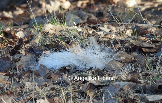 Schaf Haare © Mag. Angelika Ficenc