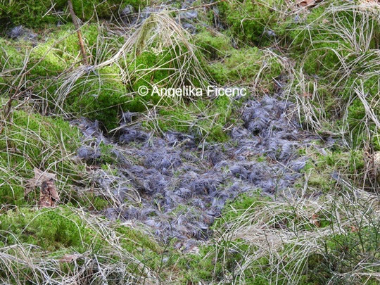Fellreste © Mag. Angelika Ficenc