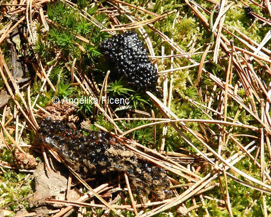 Laichballen eingetrocknet © Mag. Angelika Ficenc