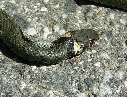 Ringelnatter (Natrix natrix),   © Mag. Angelika Ficenc