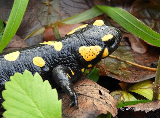 Feuersalmander (Salamandra s. salamandra), Reptil, Lurch, Tierportraits, tierspuren.at    © Mag. Angelika Ficenc