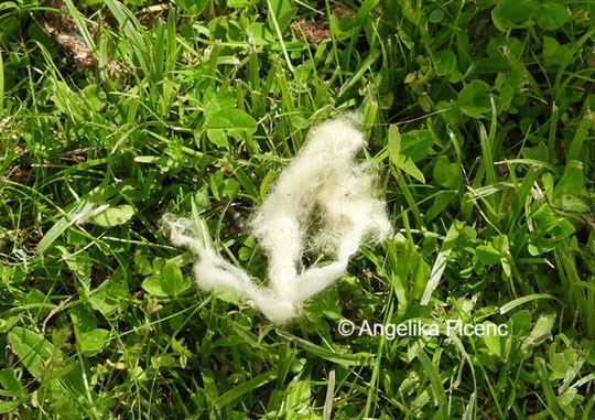 Schaf Haare © Mag. Angelika Ficenc
