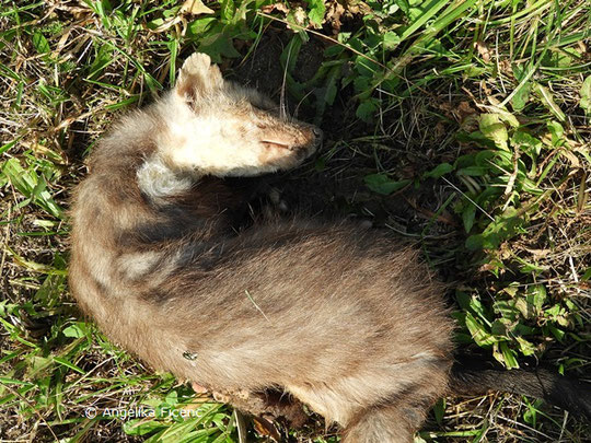  Steinmarder (Martes foina),   © Mag. Angelika Ficenc