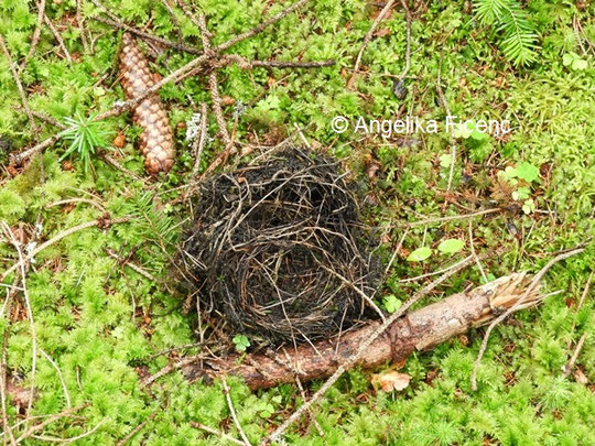 Vogel Nest © Mag. Angelika Ficenc