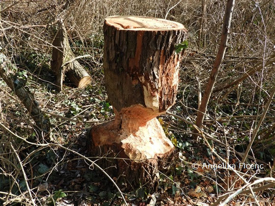 ©  Mag. Angelika Ficenc